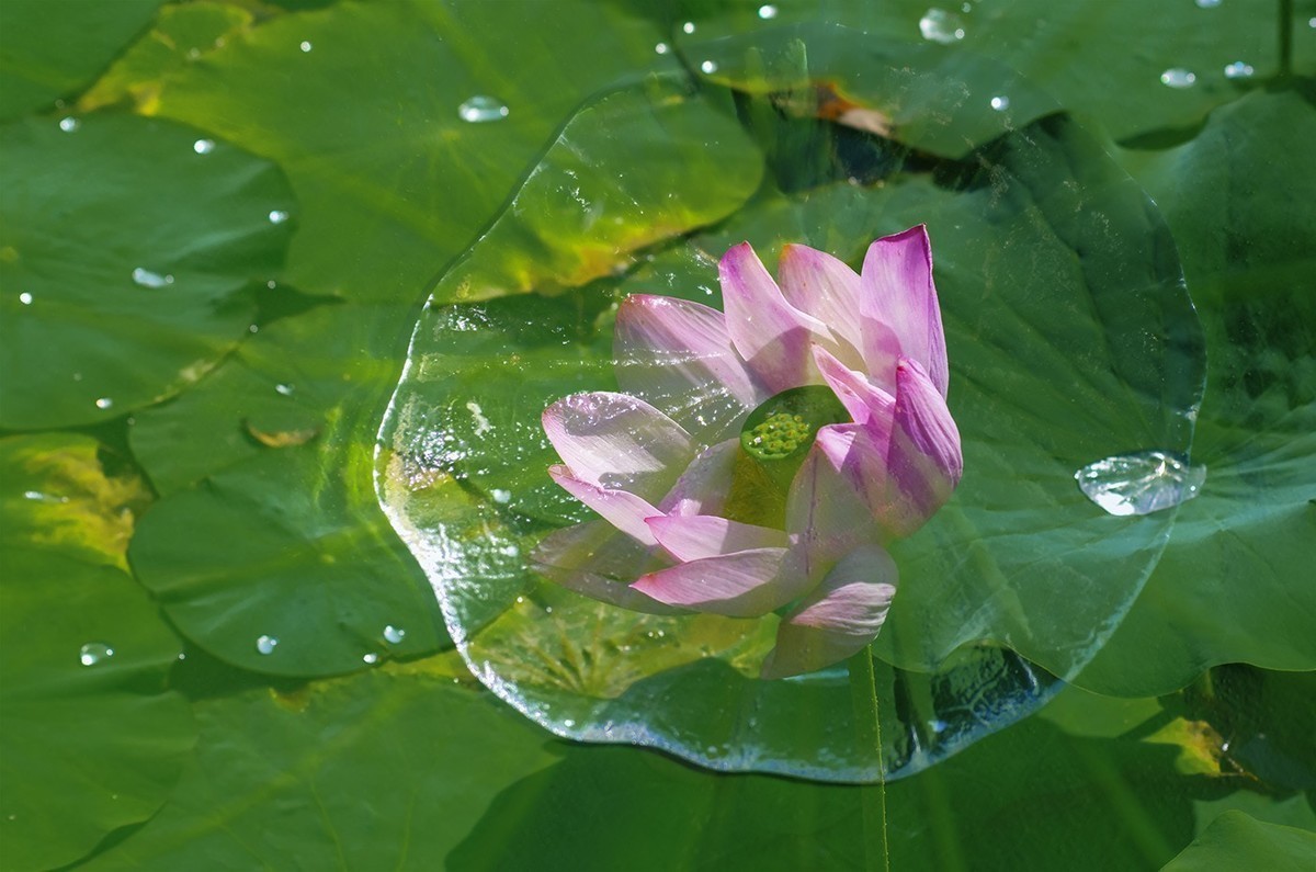 荷花，二次曝光