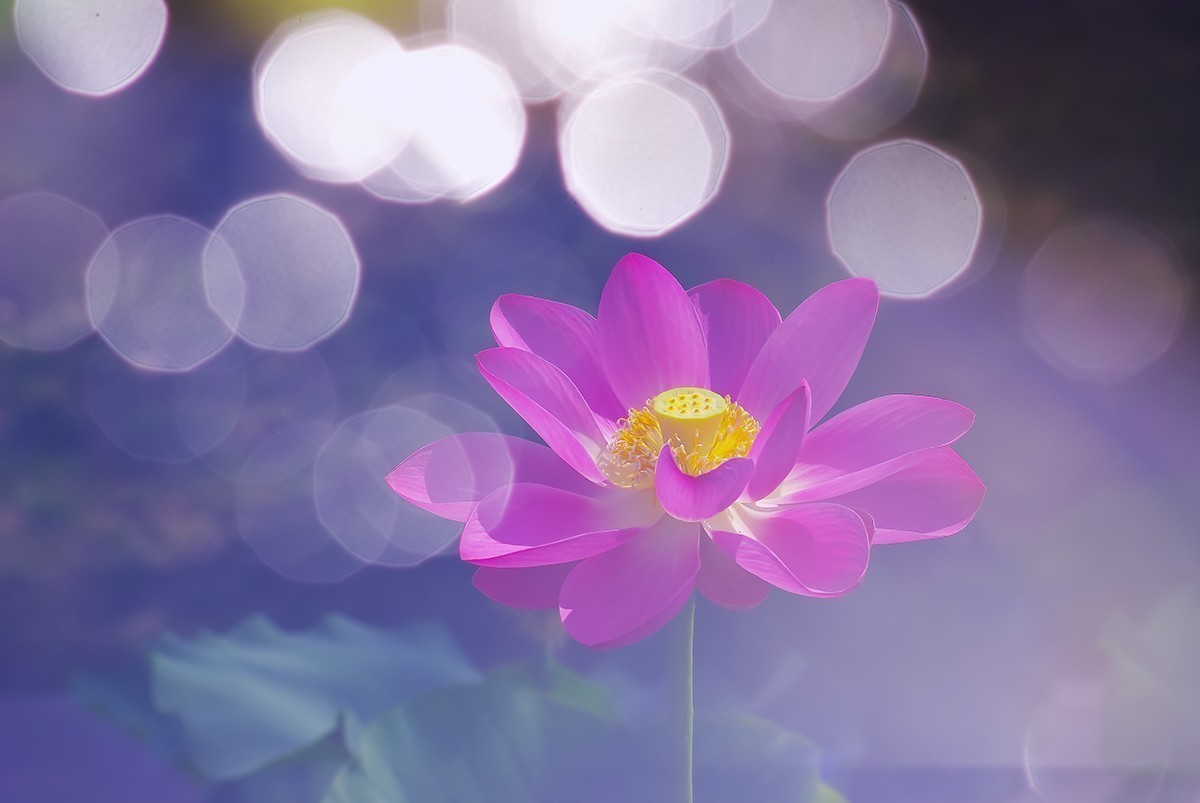 荷花，二次曝光