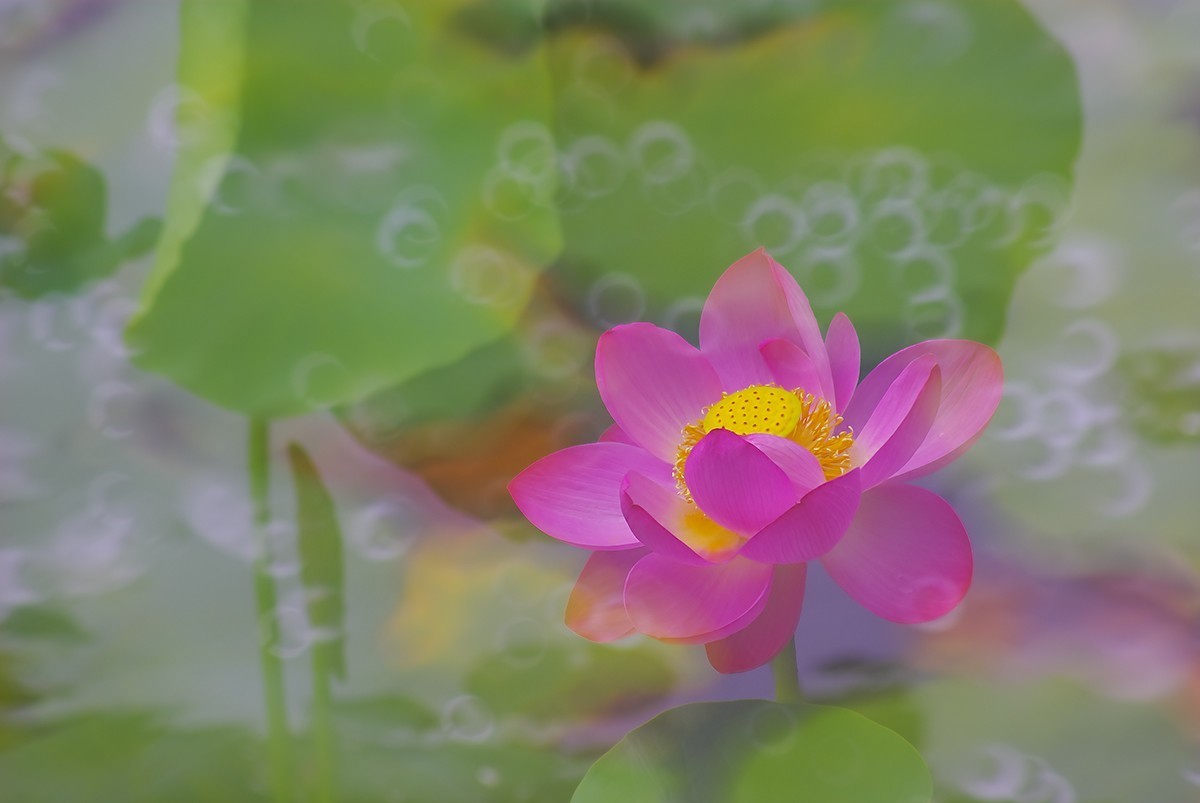 荷花，二次曝光