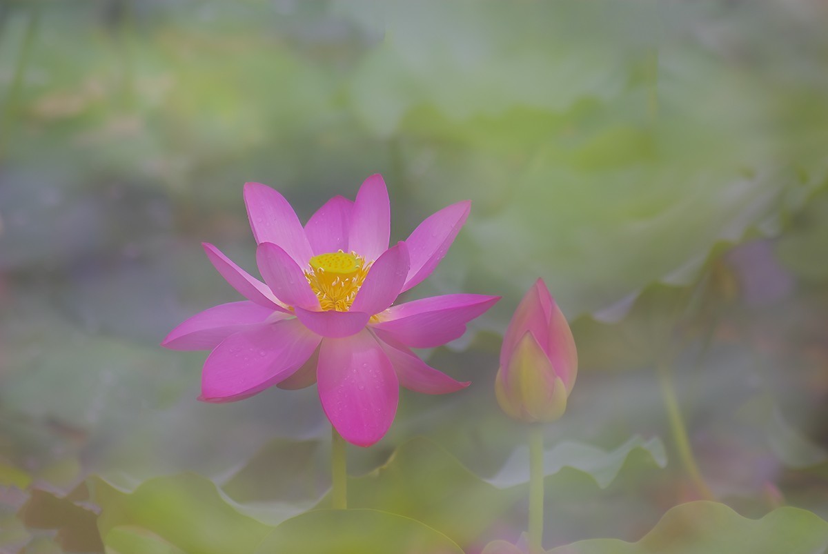 荷花，二次曝光