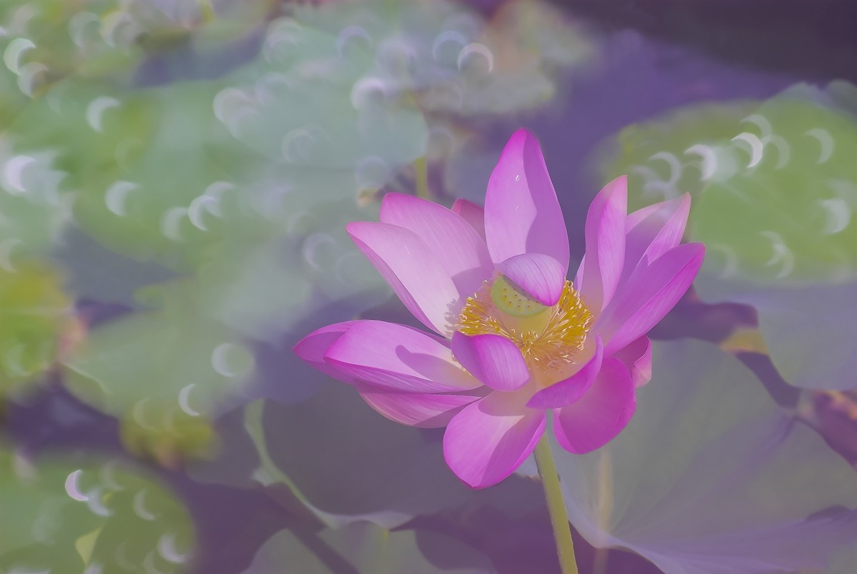 荷花，二次曝光