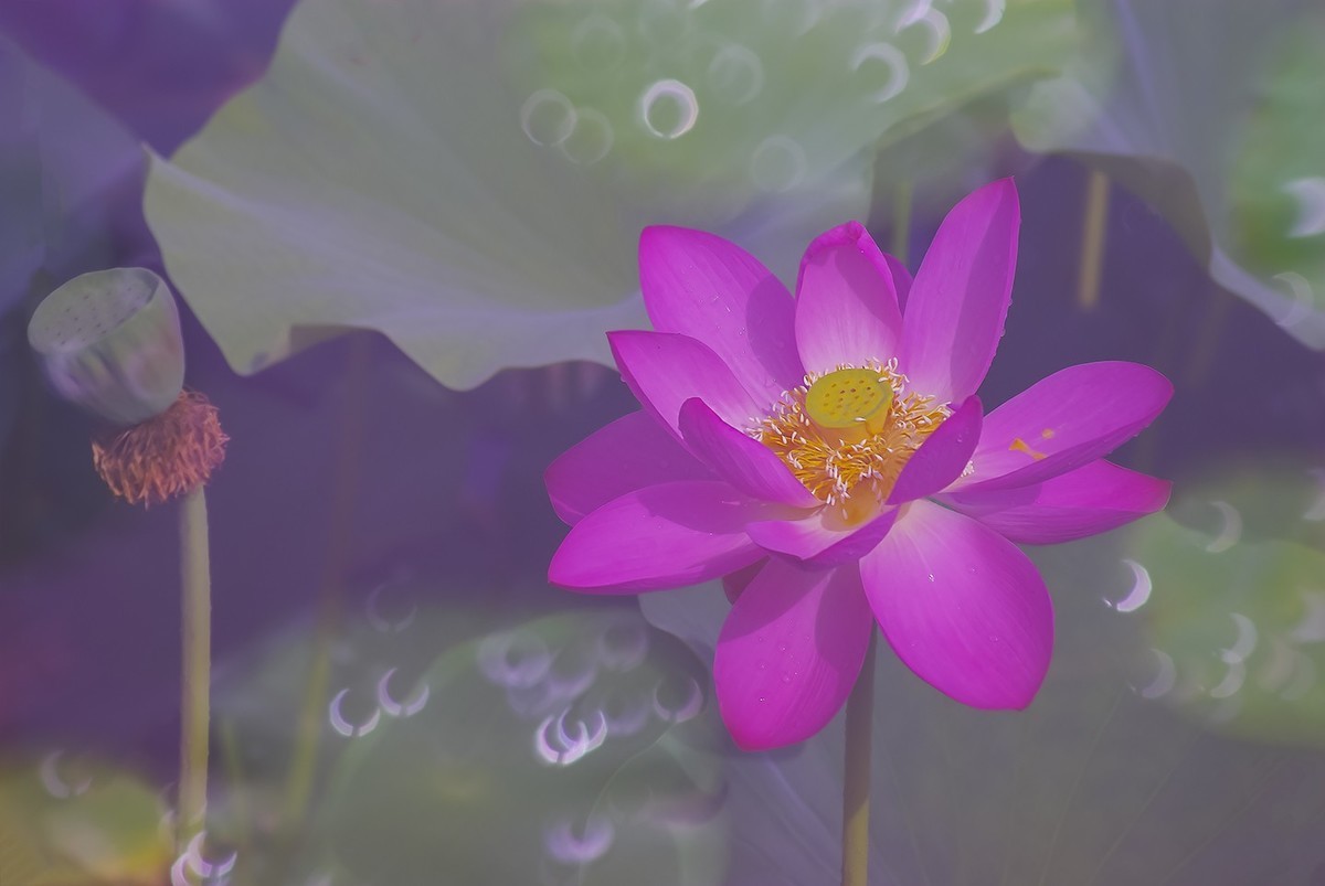 荷花，二次曝光