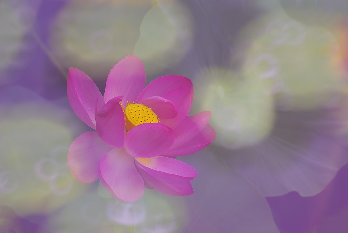 荷花，二次曝光