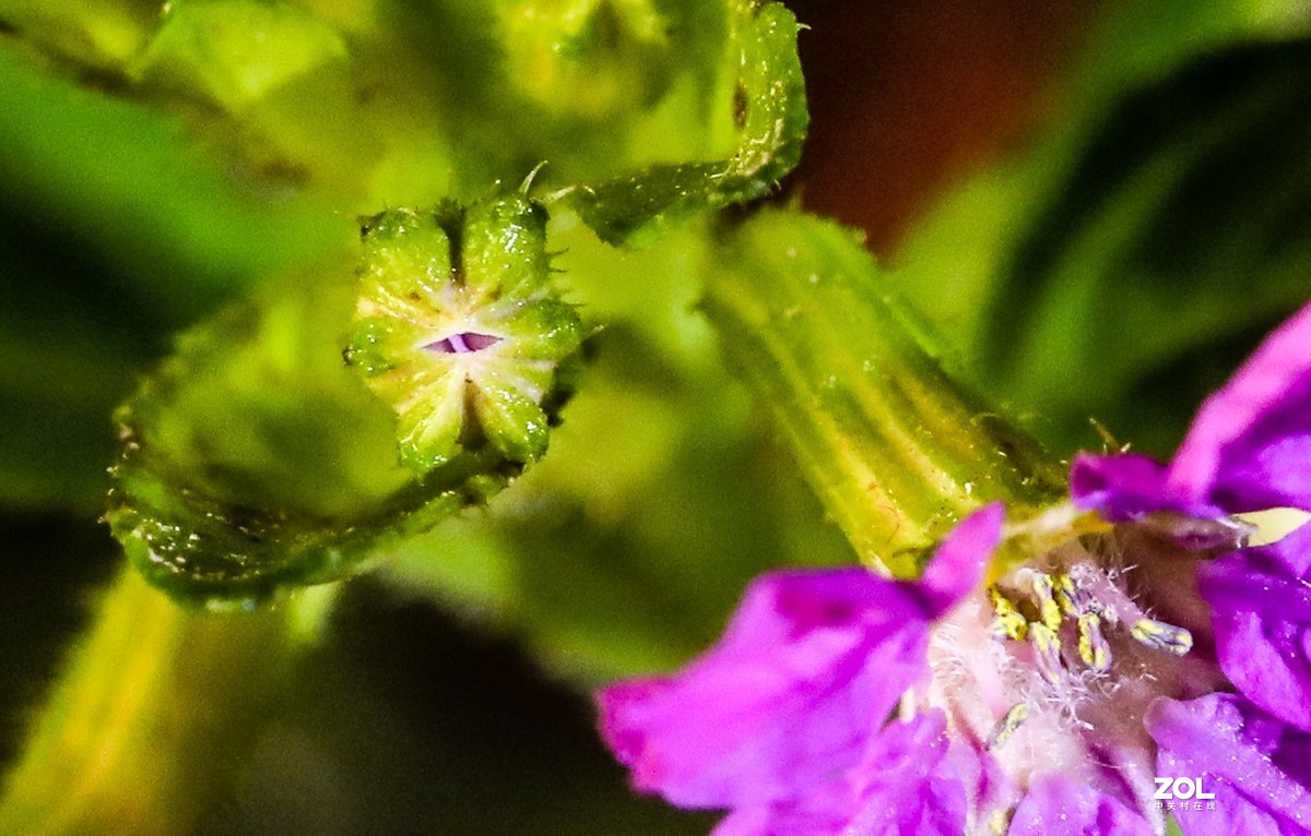 微距水果与小花小草