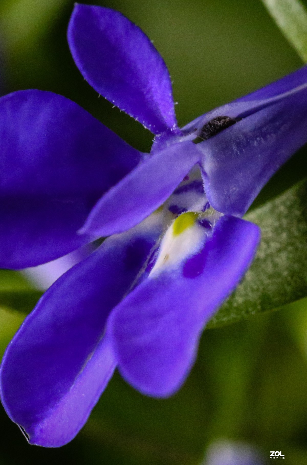 微距水果与小花小草
