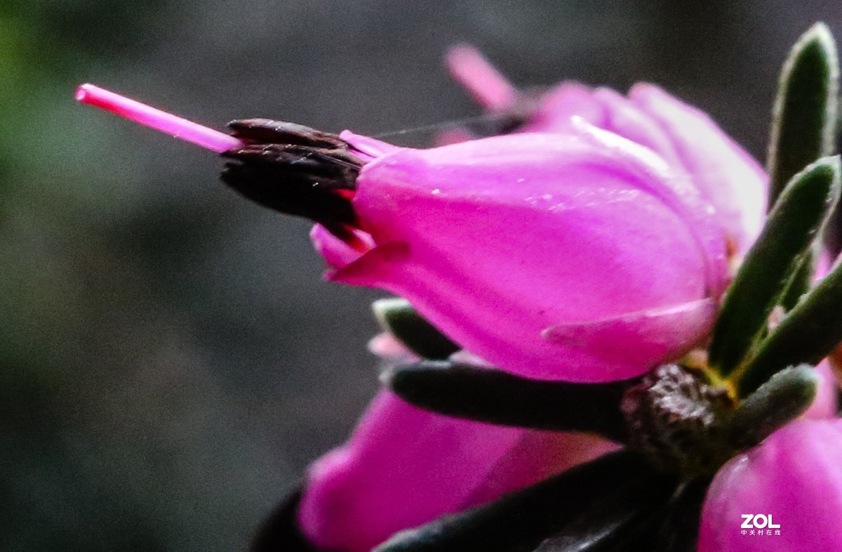 微距水果与小花小草