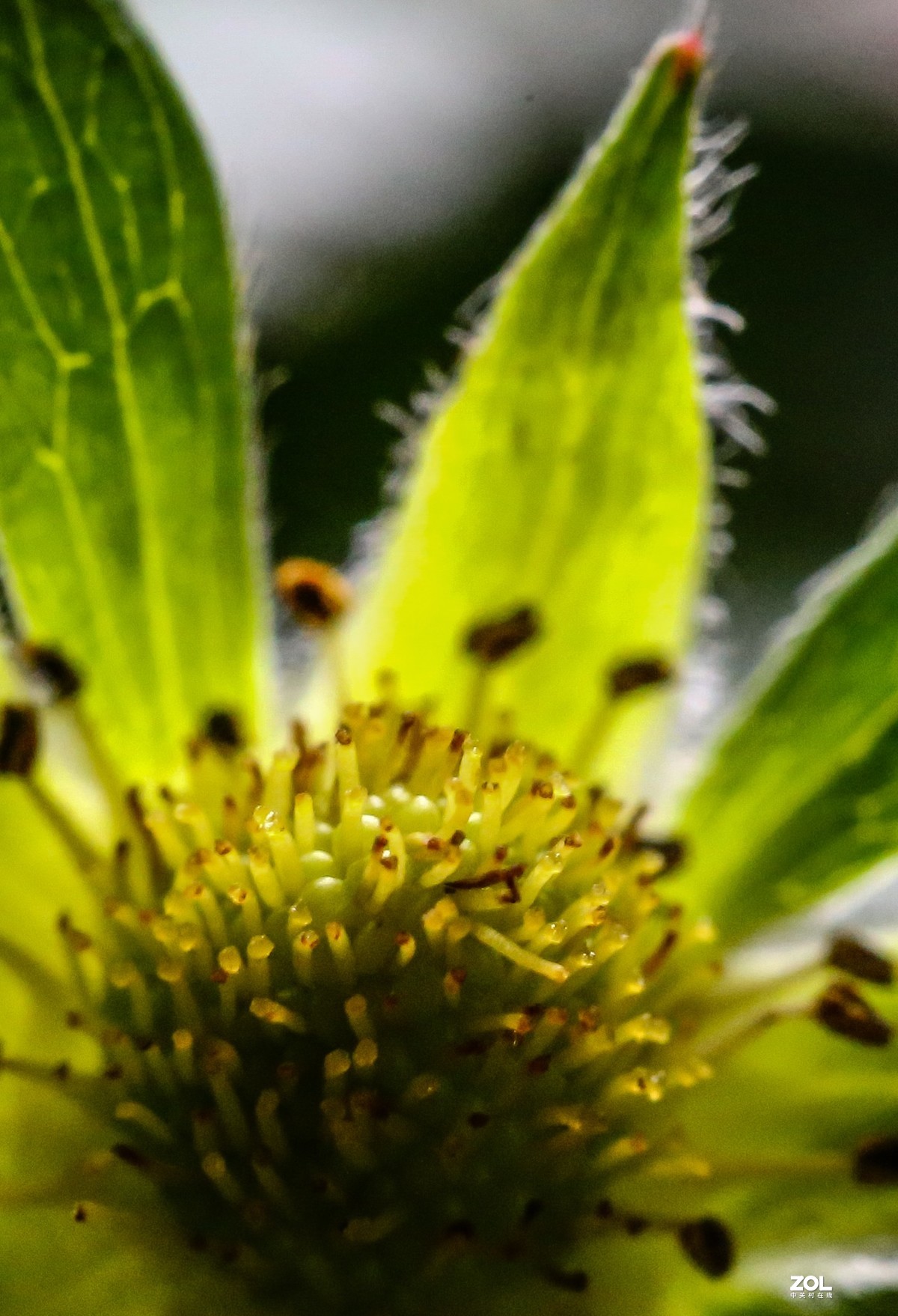 微距水果与小花小草