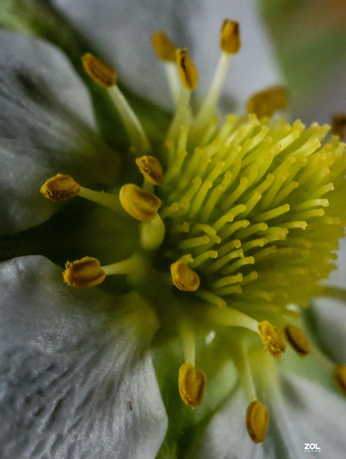 微距水果与小花小草