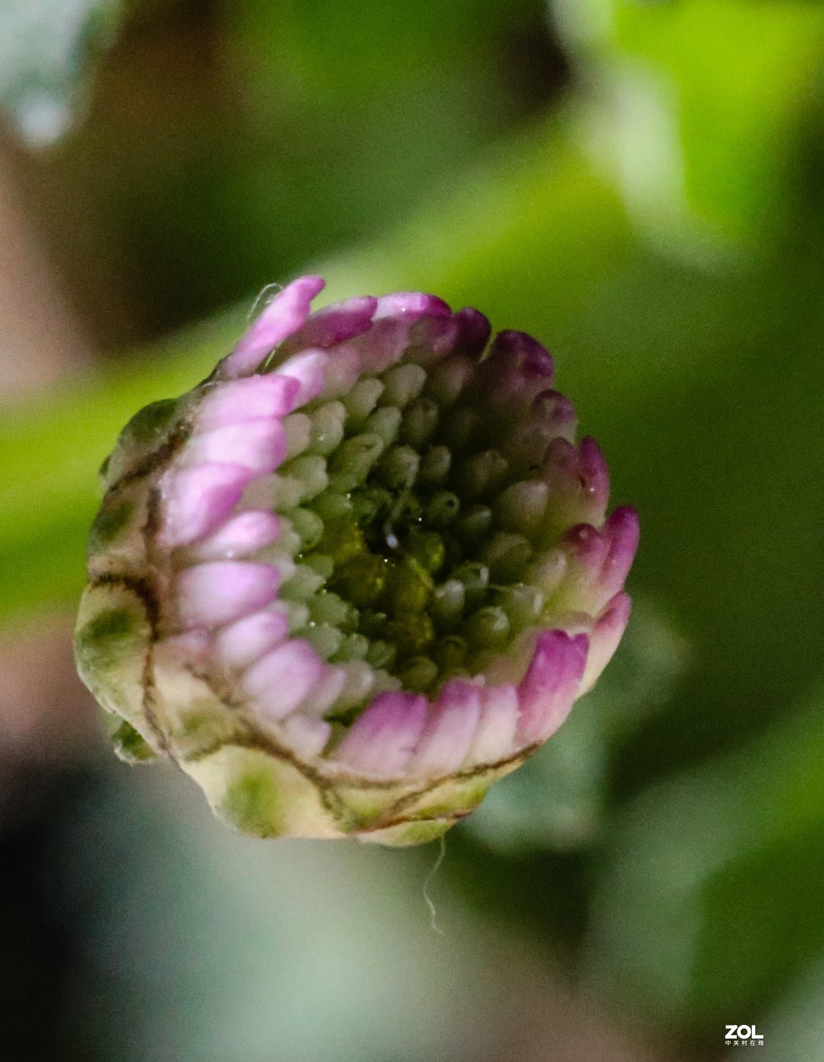 微距水果与小花小草