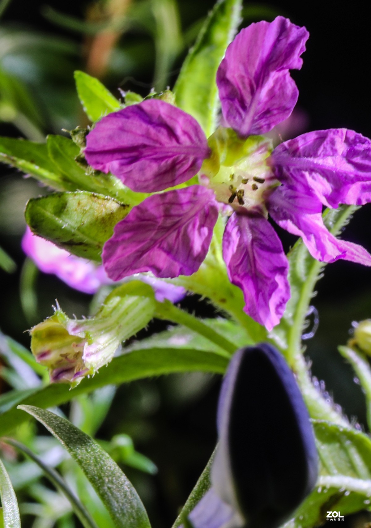 微距水果与小花小草