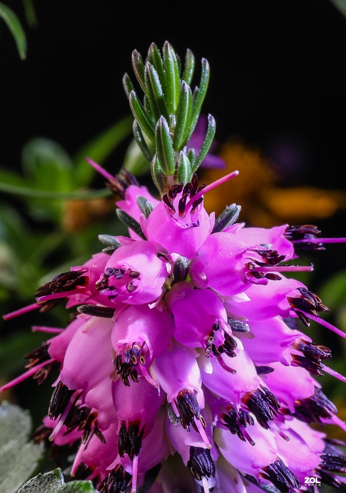 微距水果与小花小草
