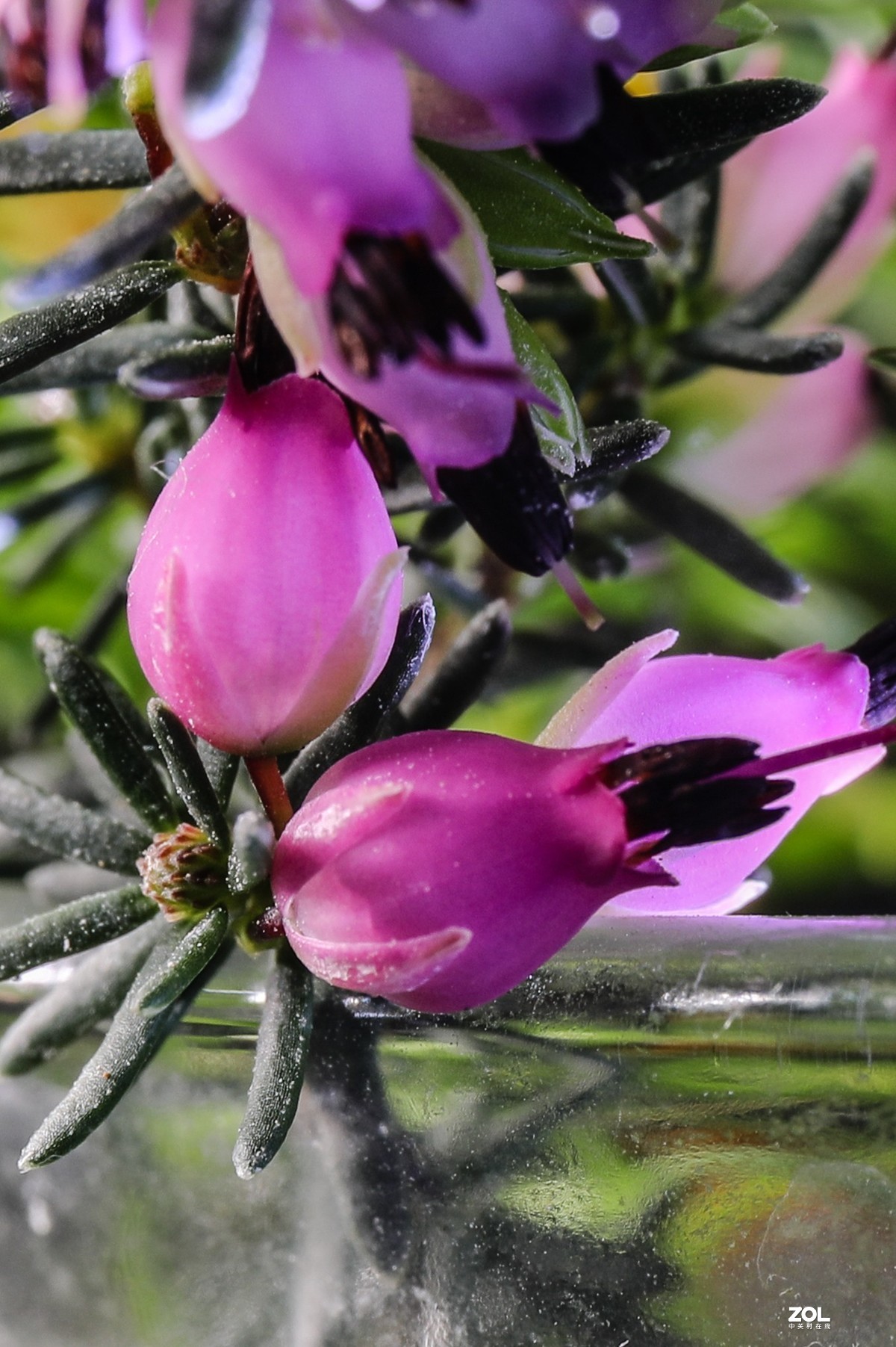 微距水果与小花小草