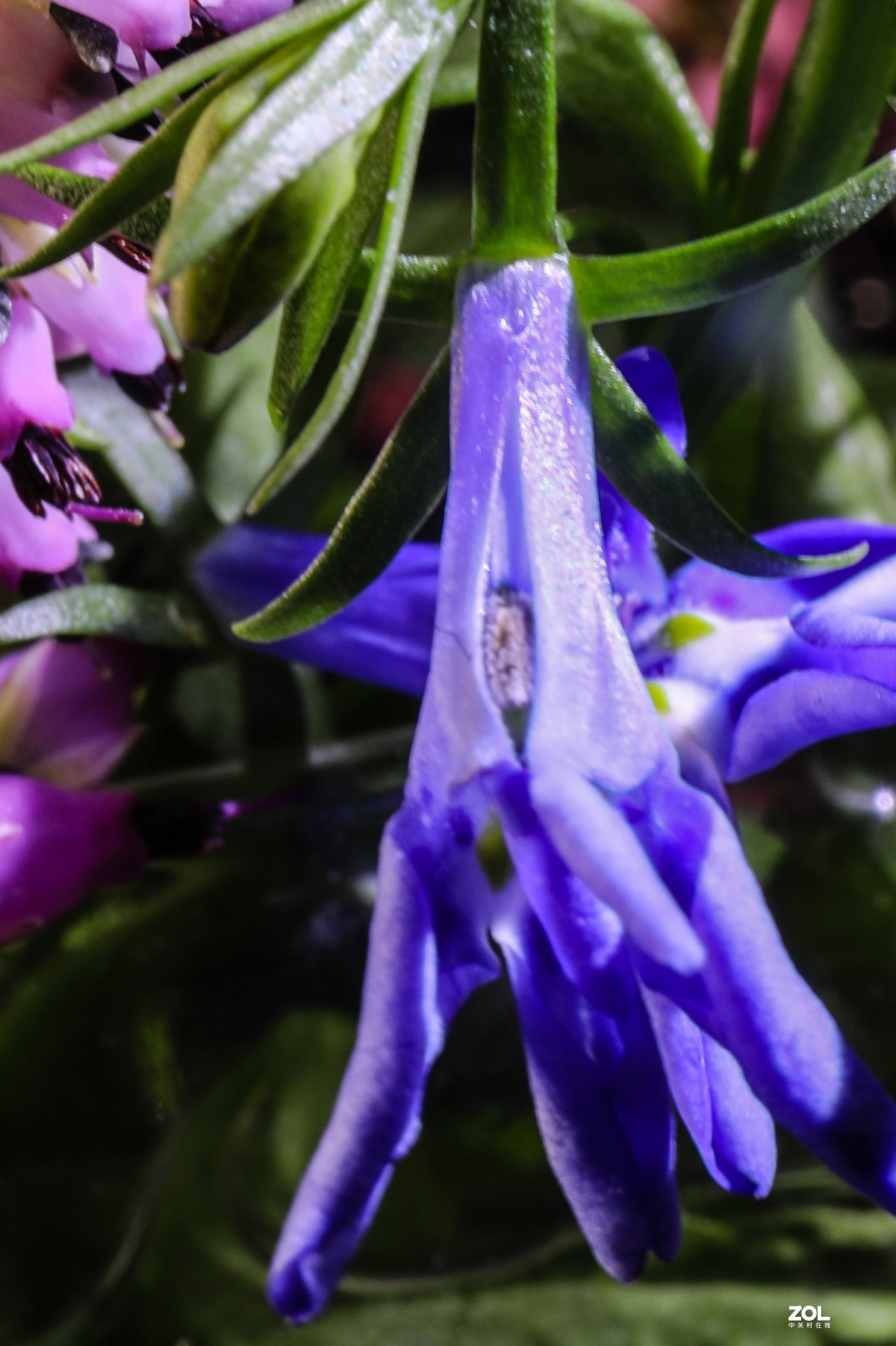 微距水果与小花小草