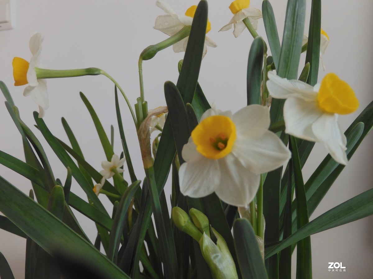 水 仙 花 -------------。