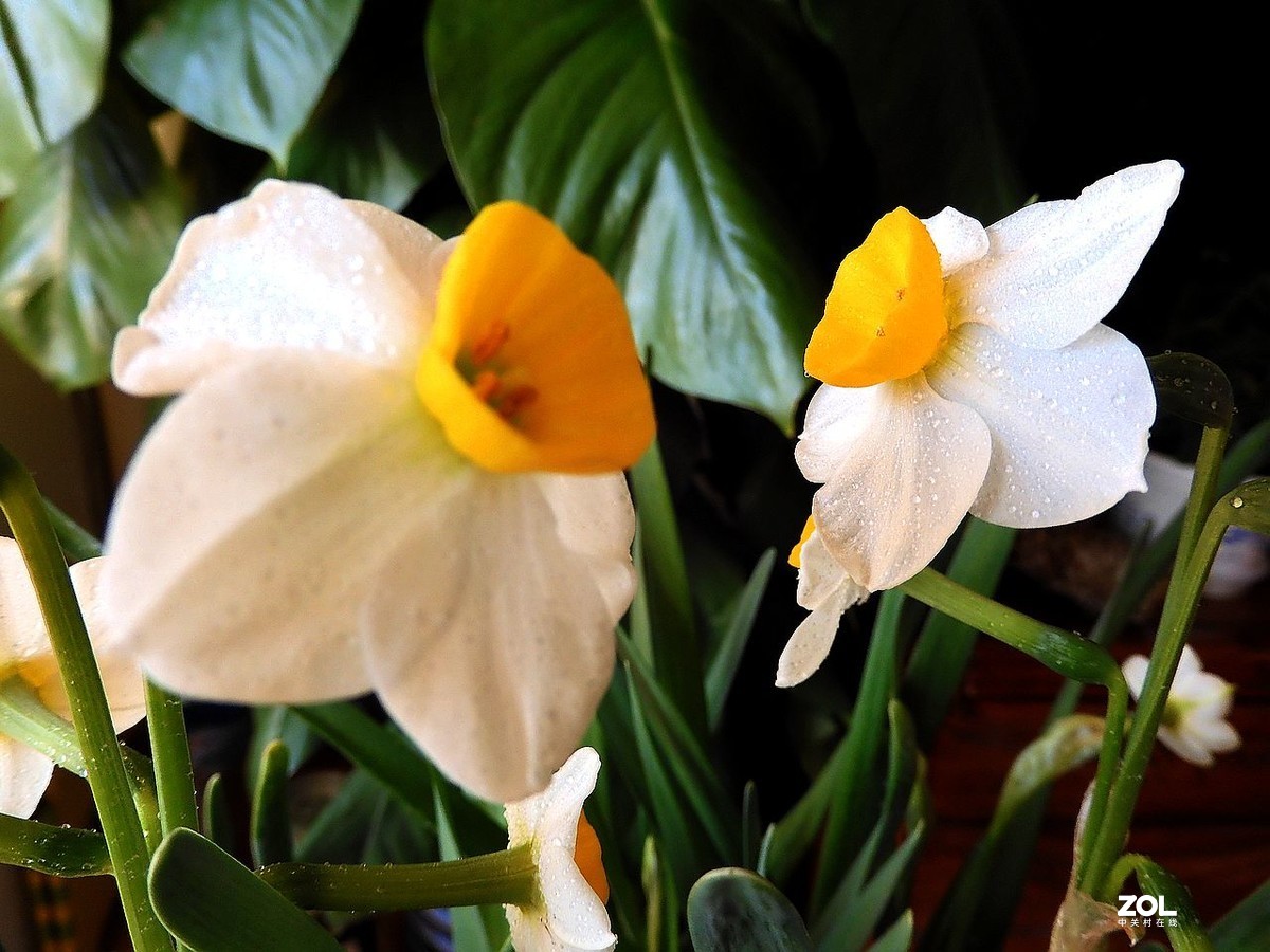 水 仙 花 -------------。