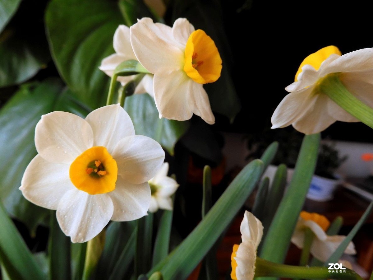 水 仙 花 -------------。