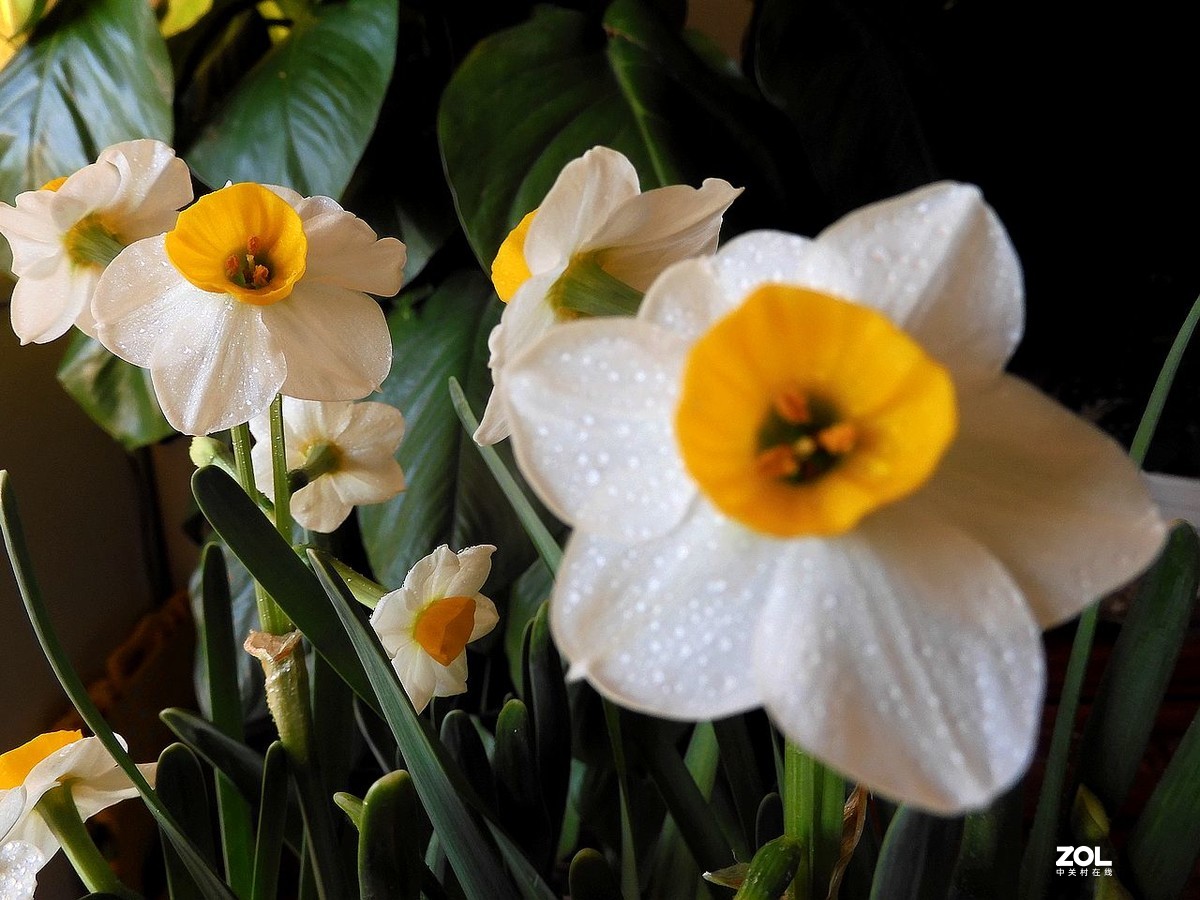 水 仙 花 -------------。