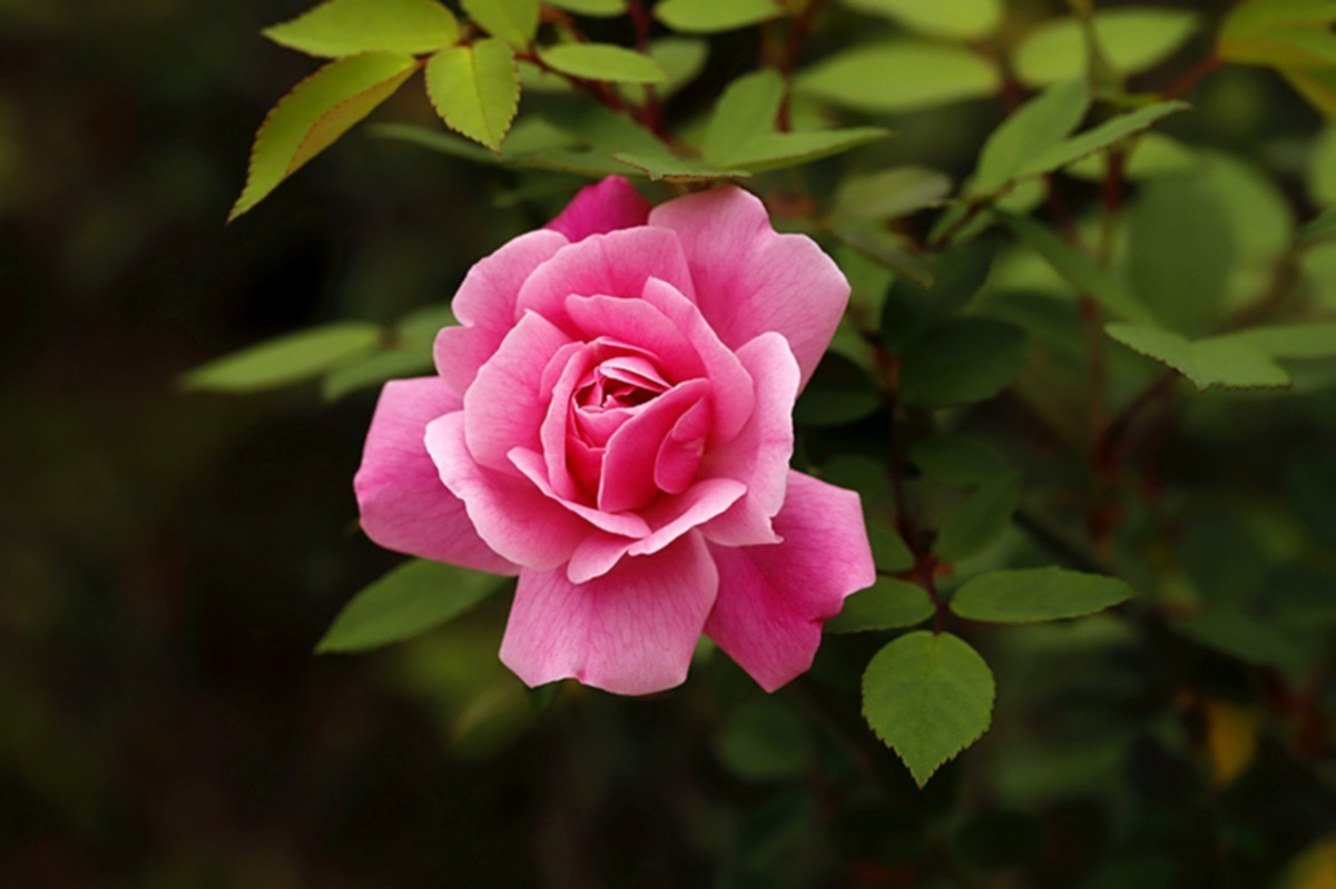 月季花四季如春开不厌