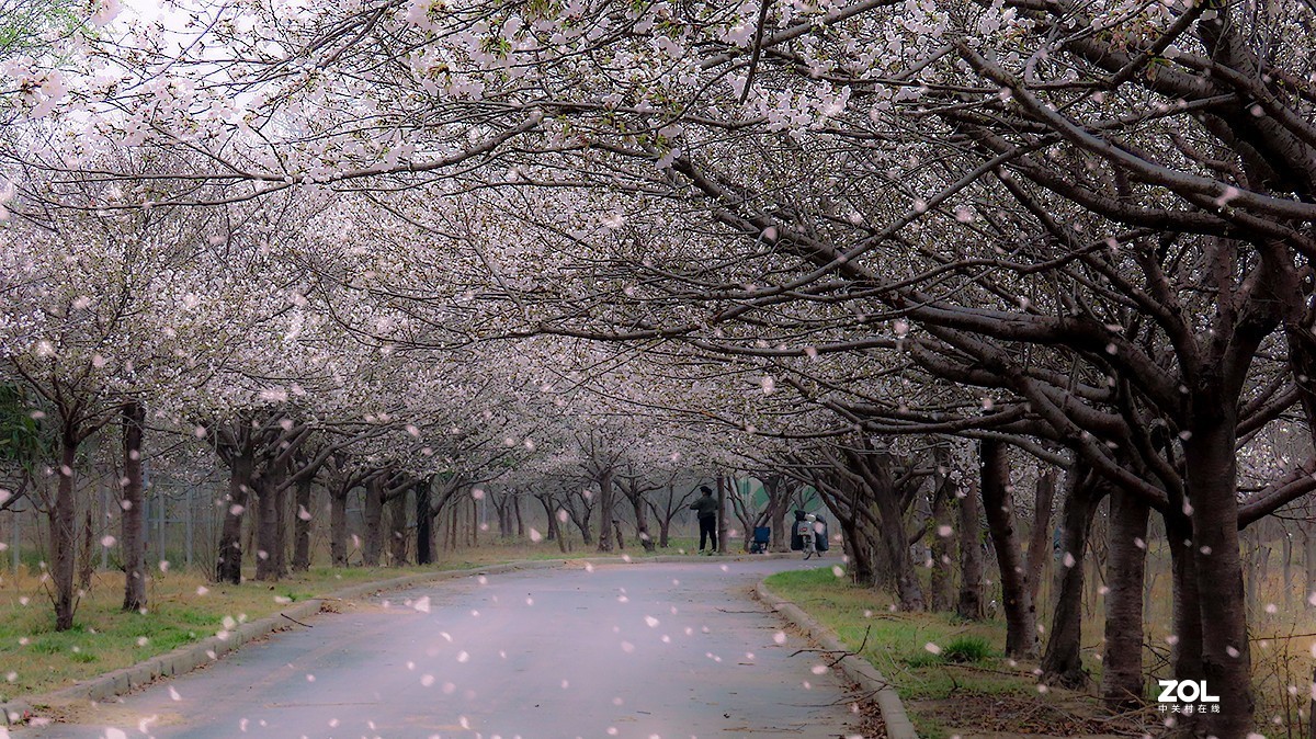 樱花雨