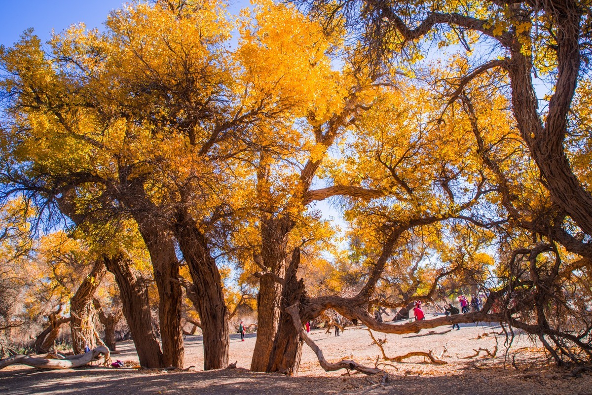 额济纳胡杨林三道桥