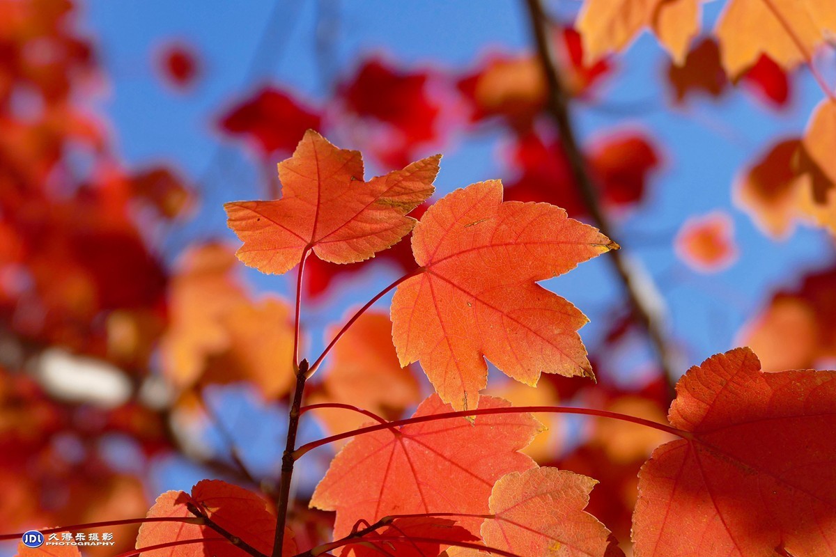 2021文华学院枫叶红三