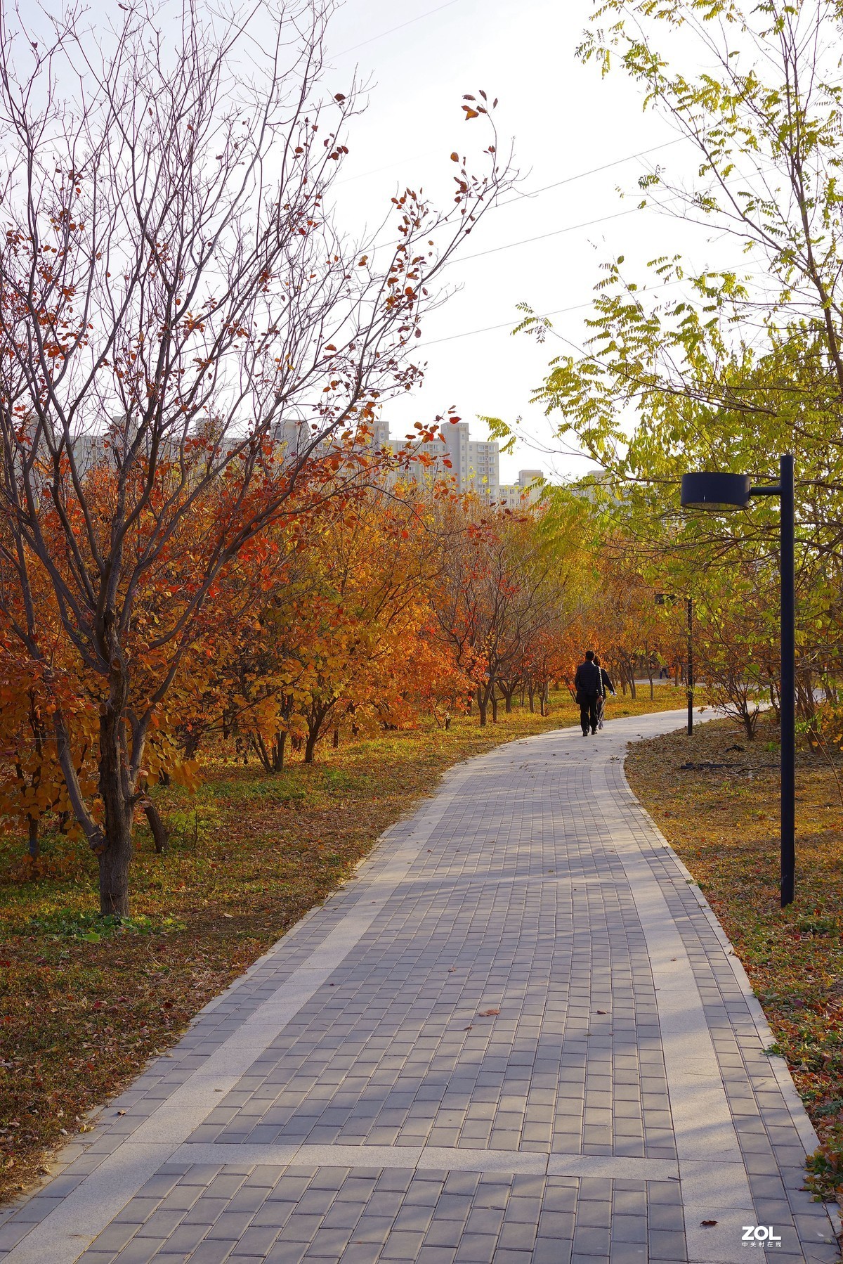 2020 —— 落叶知秋迎冬来