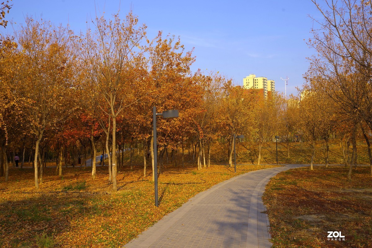 2020 —— 落叶知秋迎冬来