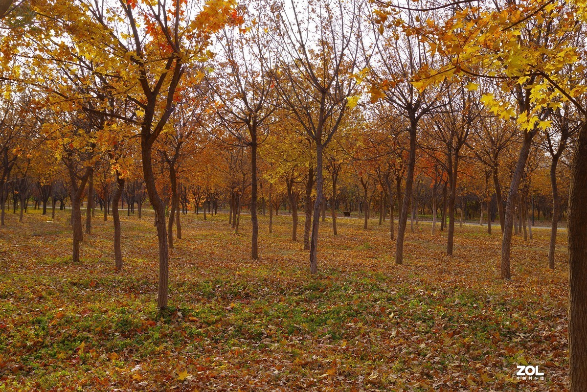 2020 —— 落叶知秋迎冬来