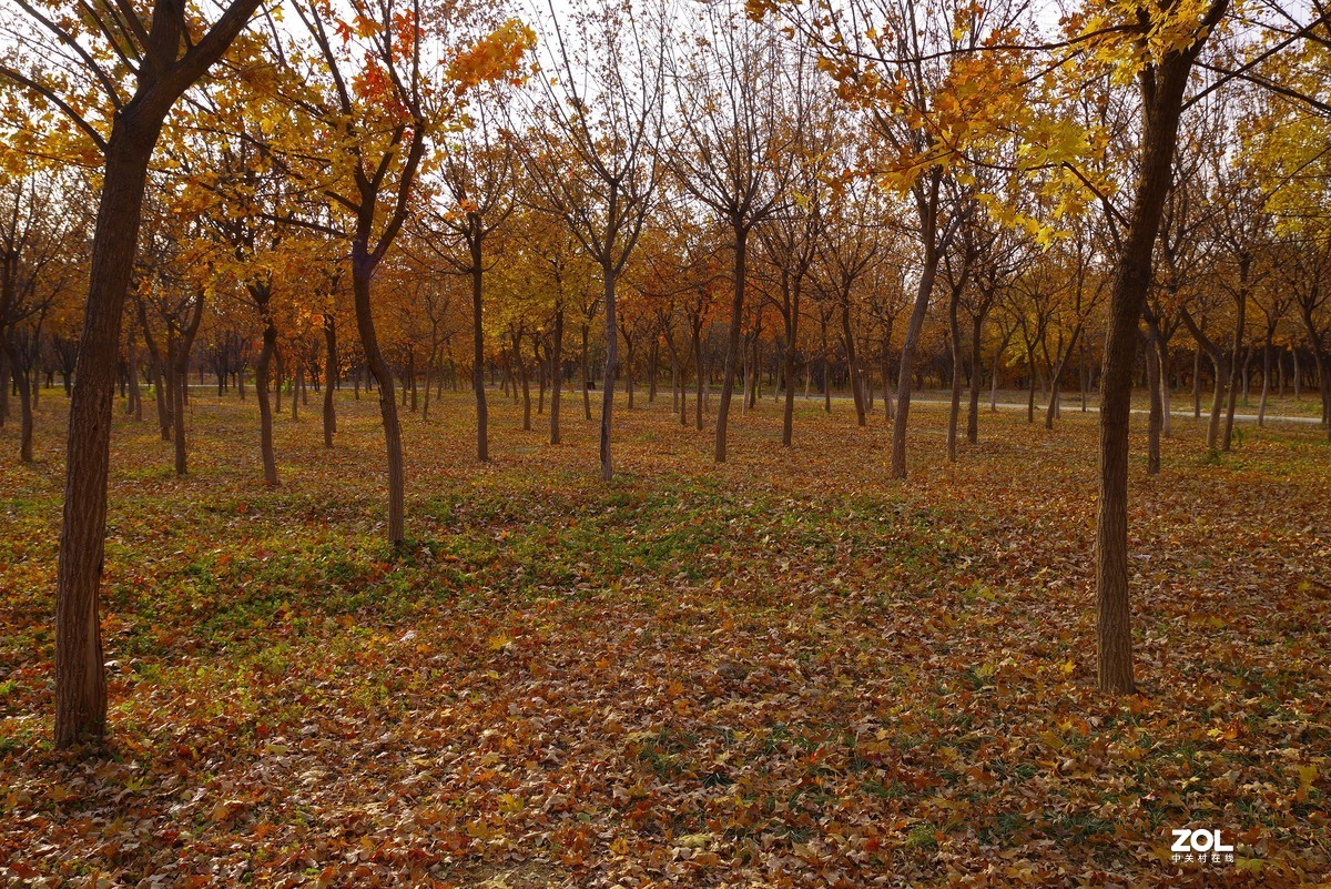 2020 —— 落叶知秋迎冬来