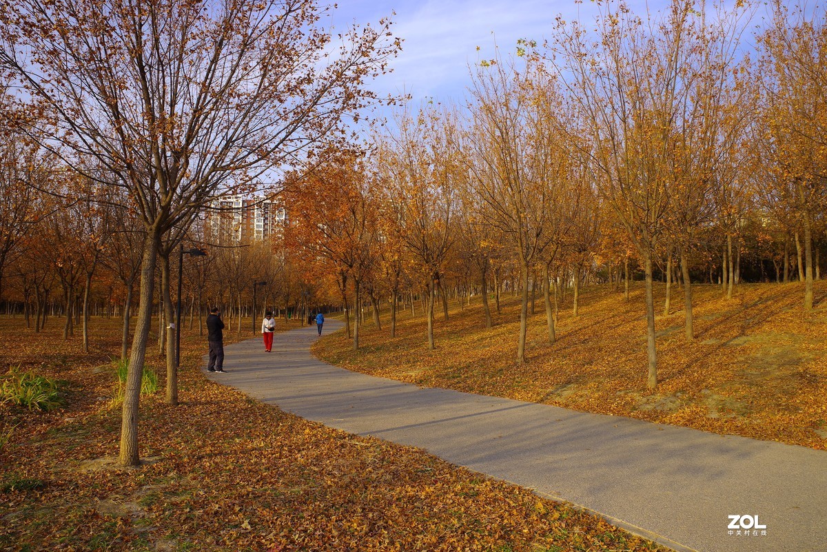 2020 —— 落叶知秋迎冬来