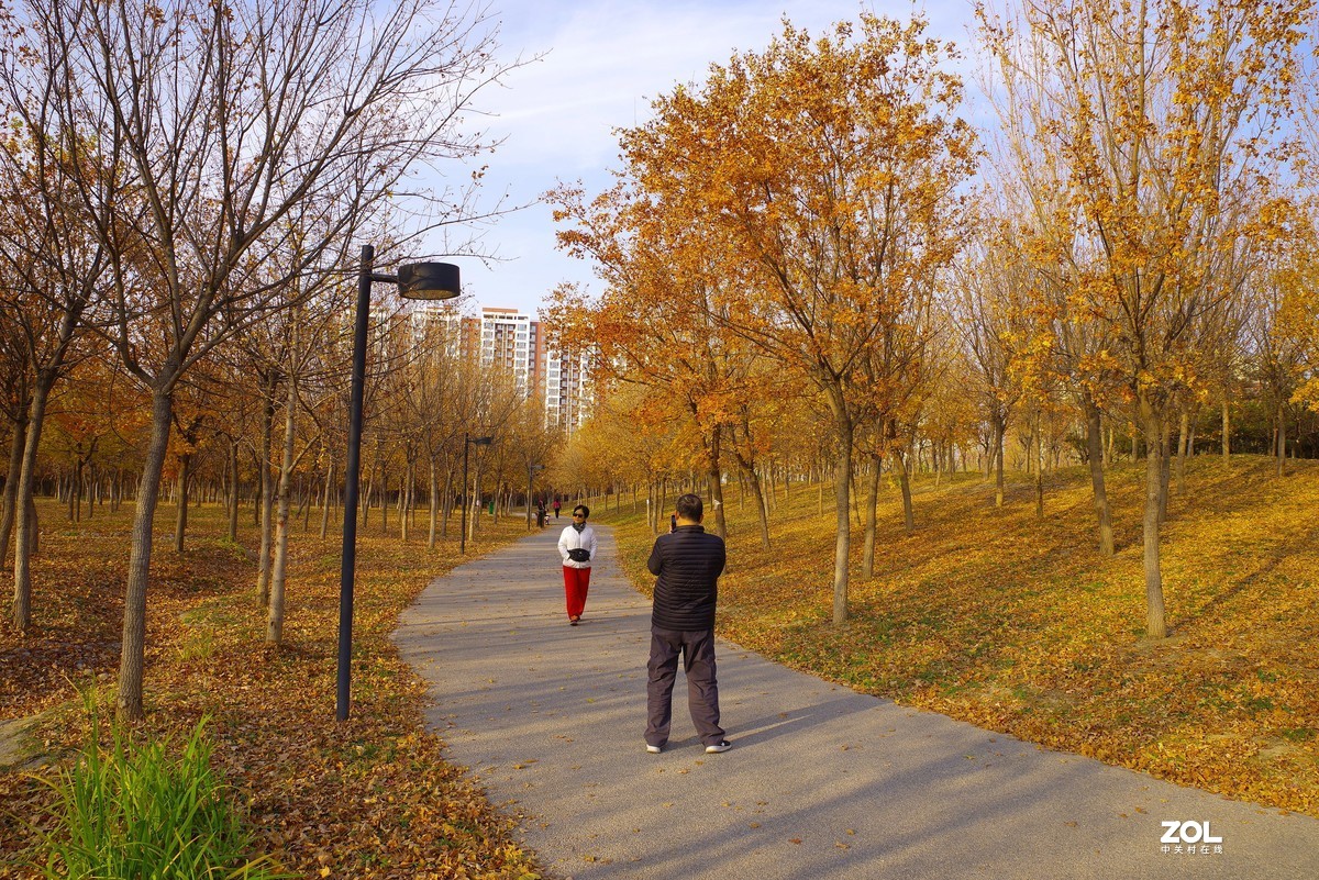 2020 —— 落叶知秋迎冬来