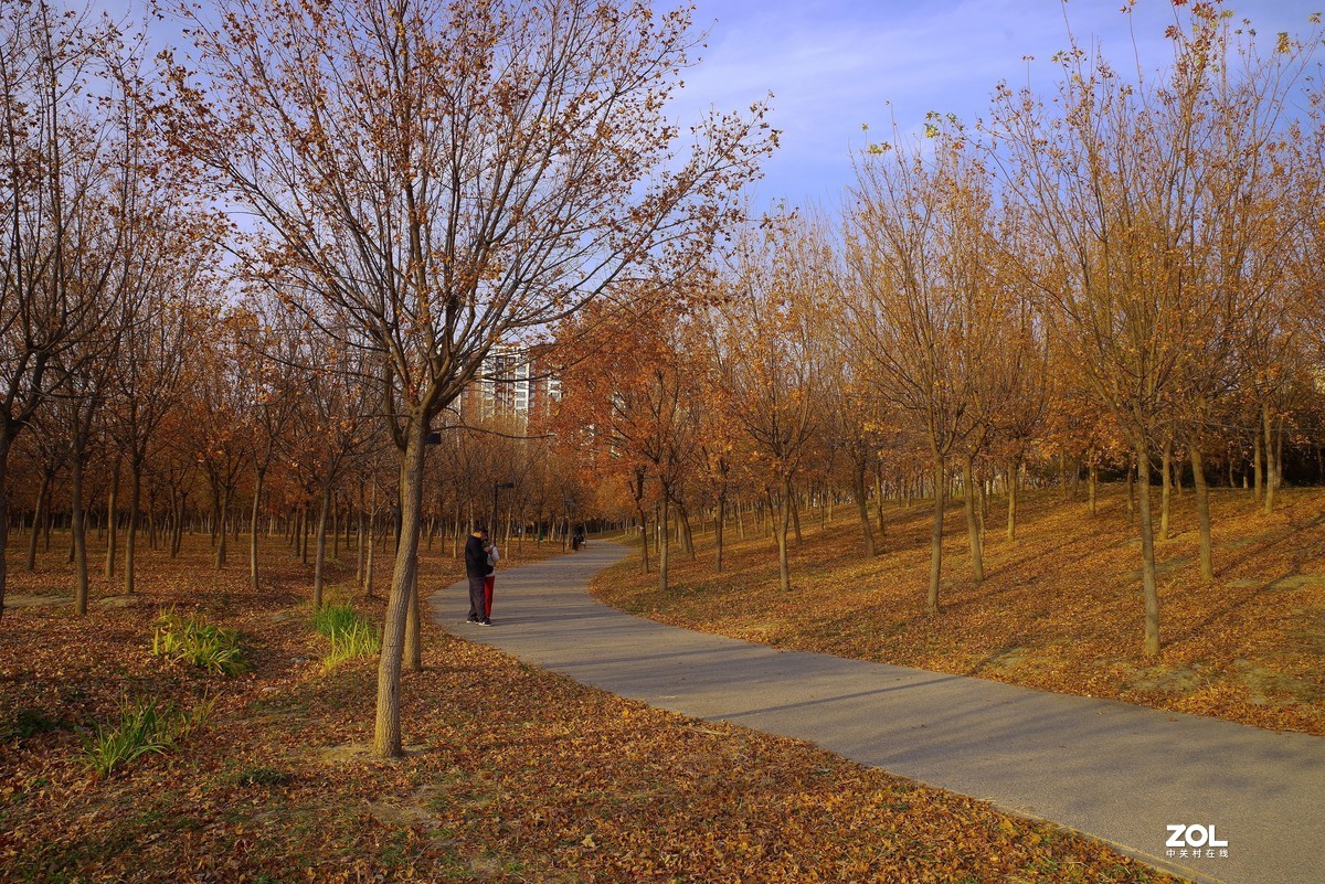 2020 —— 落叶知秋迎冬来