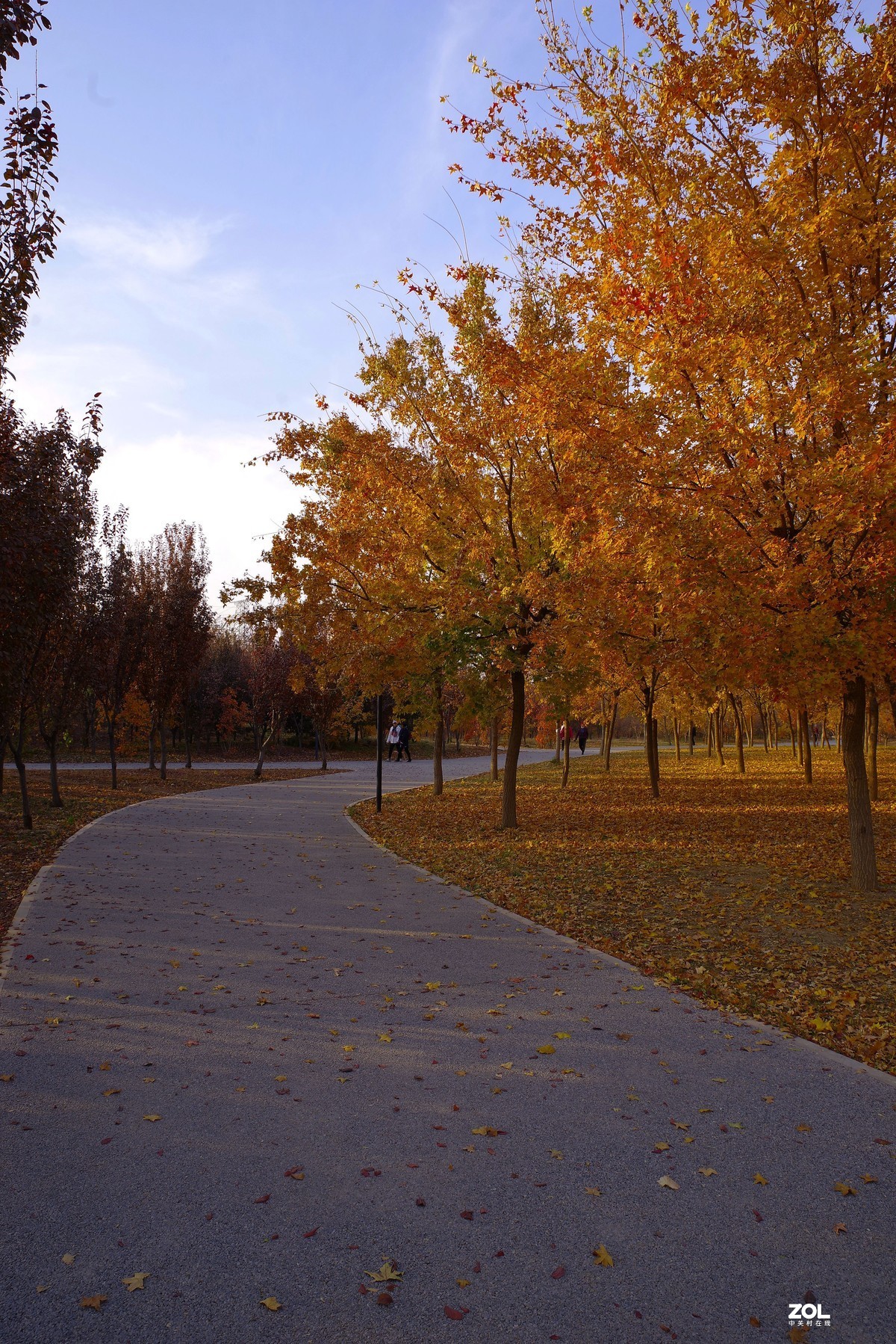 2020 —— 落叶知秋迎冬来