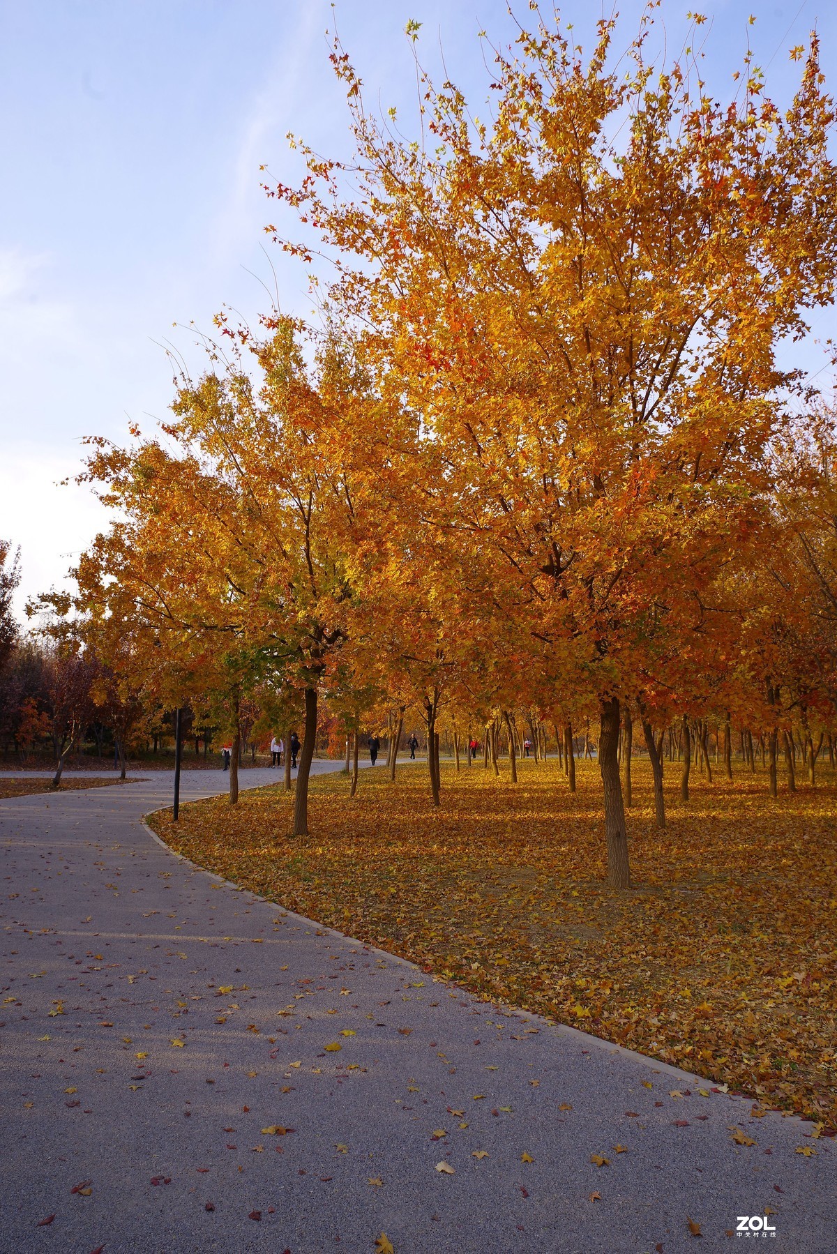 2020 —— 落叶知秋迎冬来