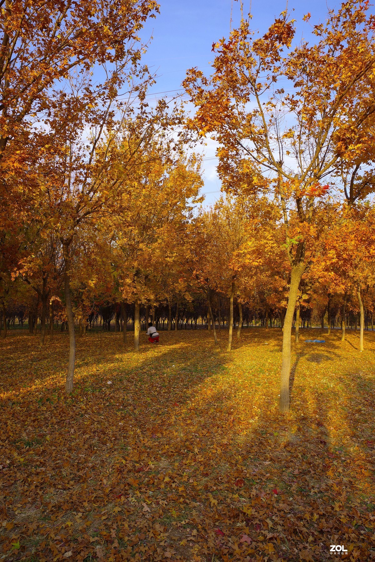 2020 —— 落叶知秋迎冬来