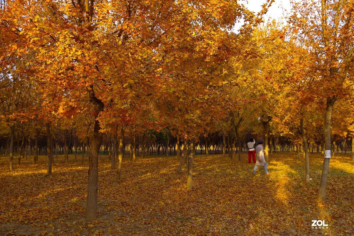 2020 —— 落叶知秋迎冬来