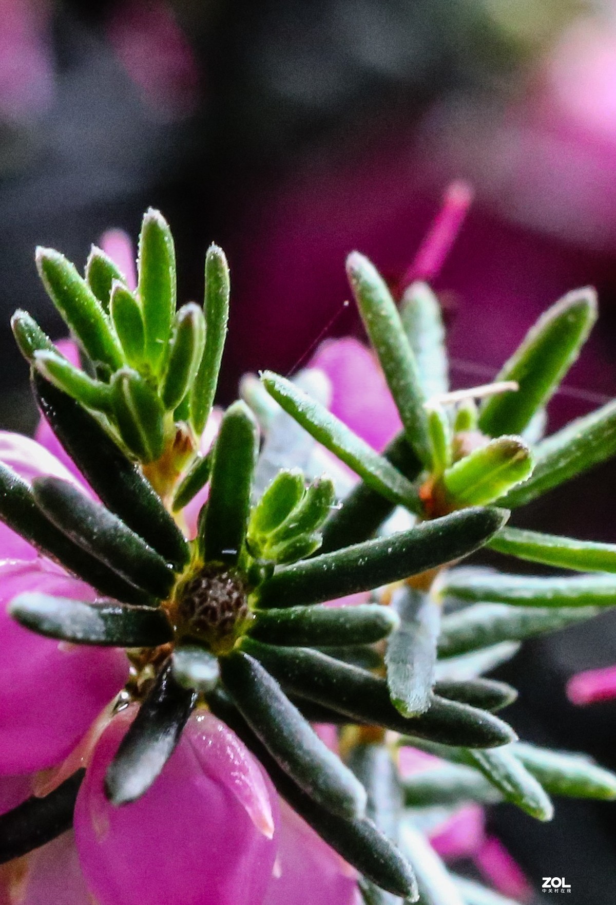 微距水果与小花小草