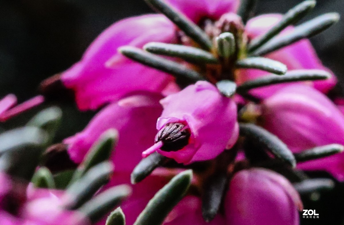 微距水果与小花小草
