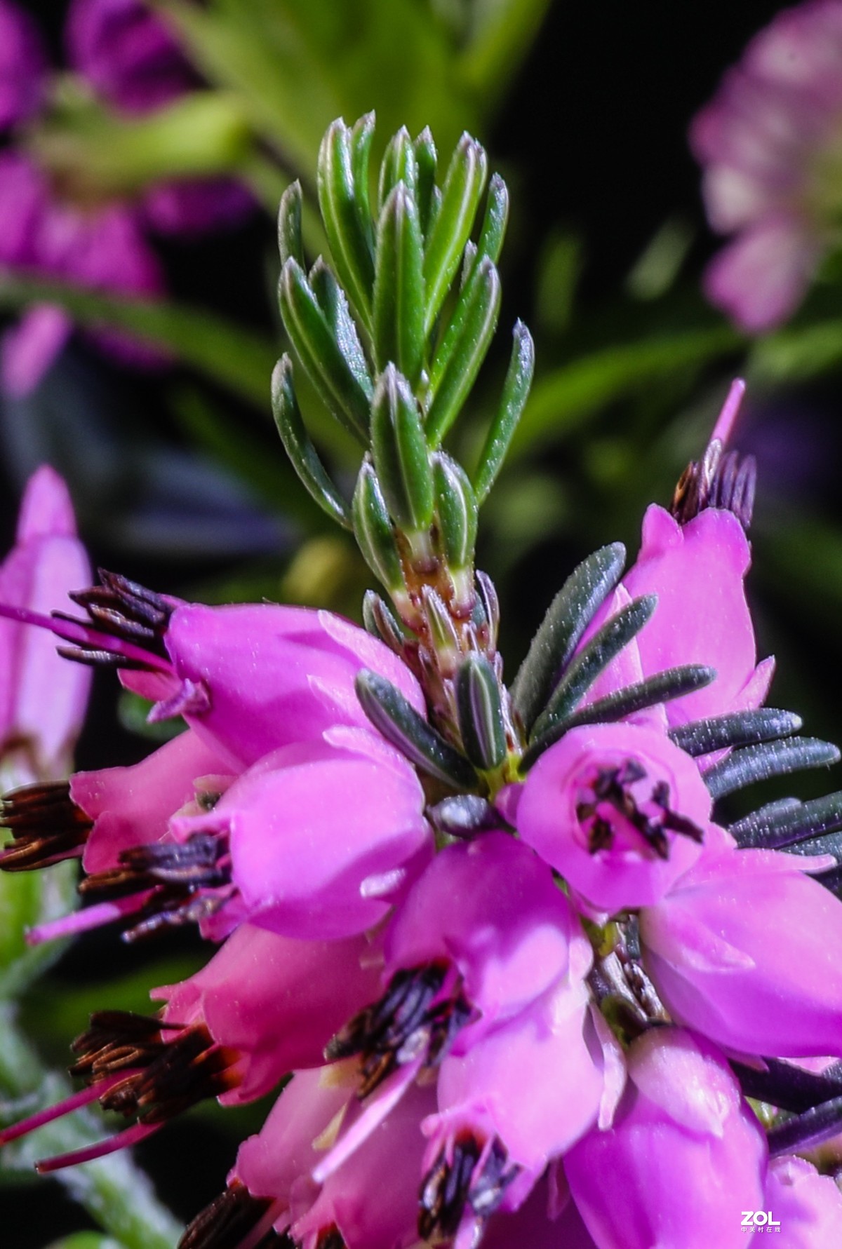 微距水果与小花小草