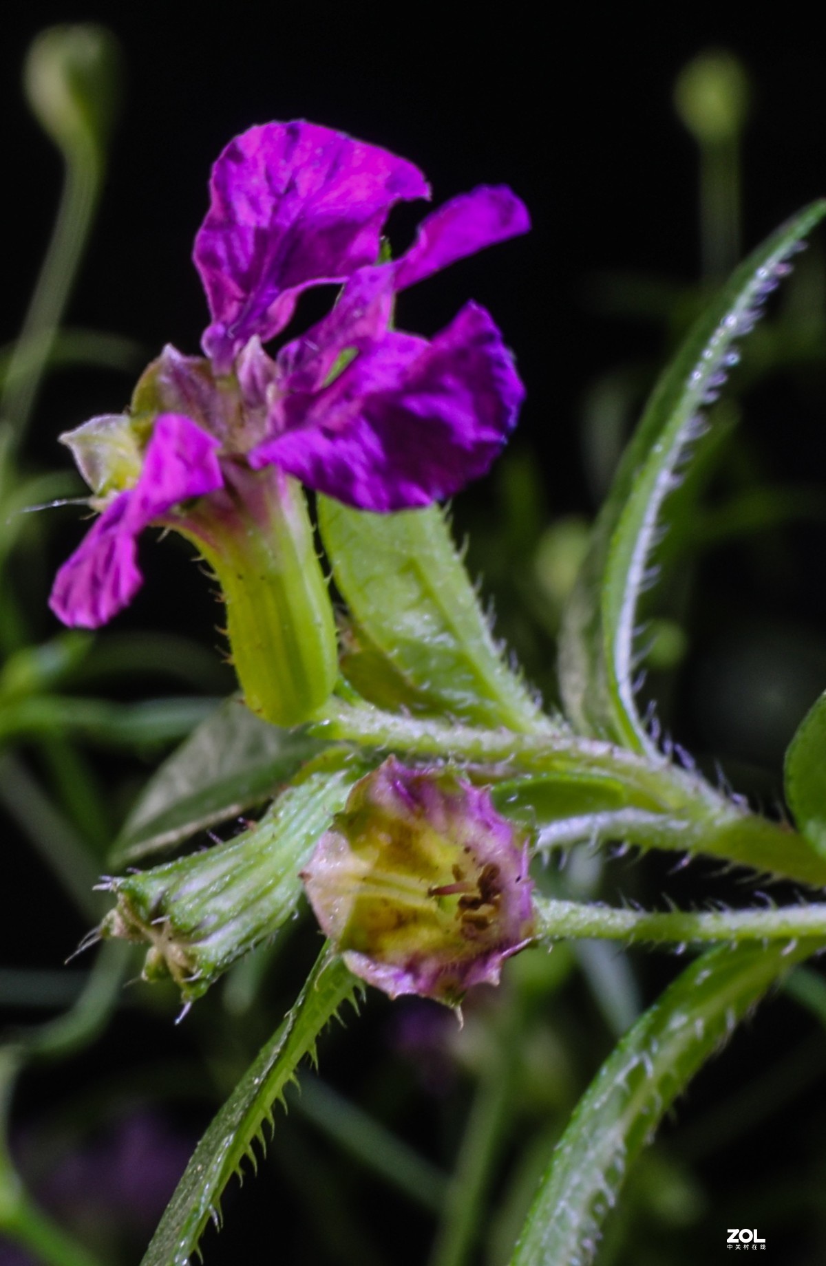 微距水果与小花小草