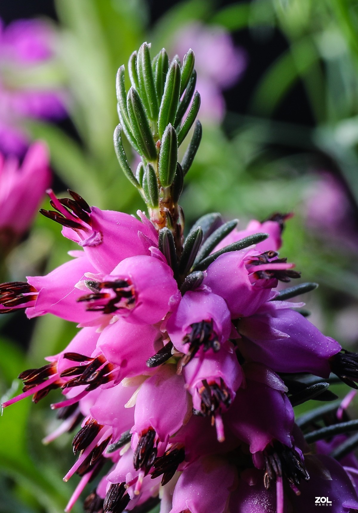 微距水果与小花小草