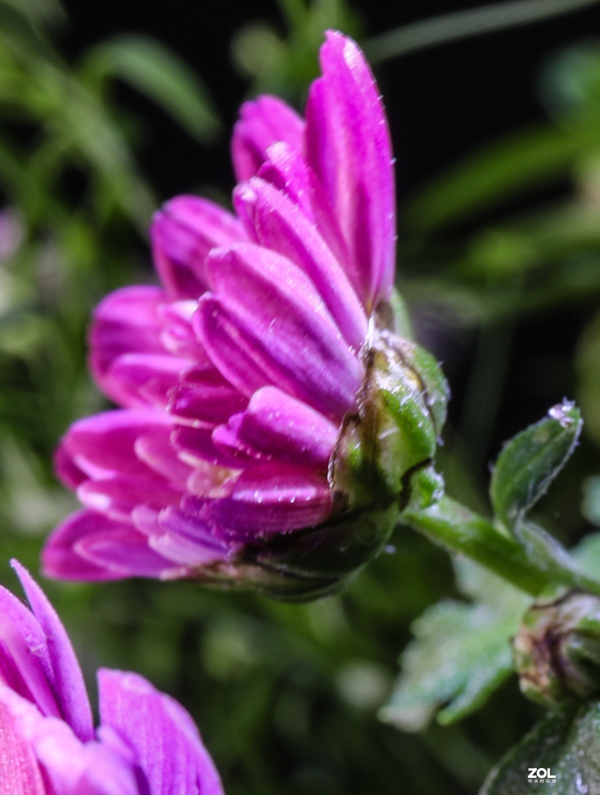 微距水果与小花小草