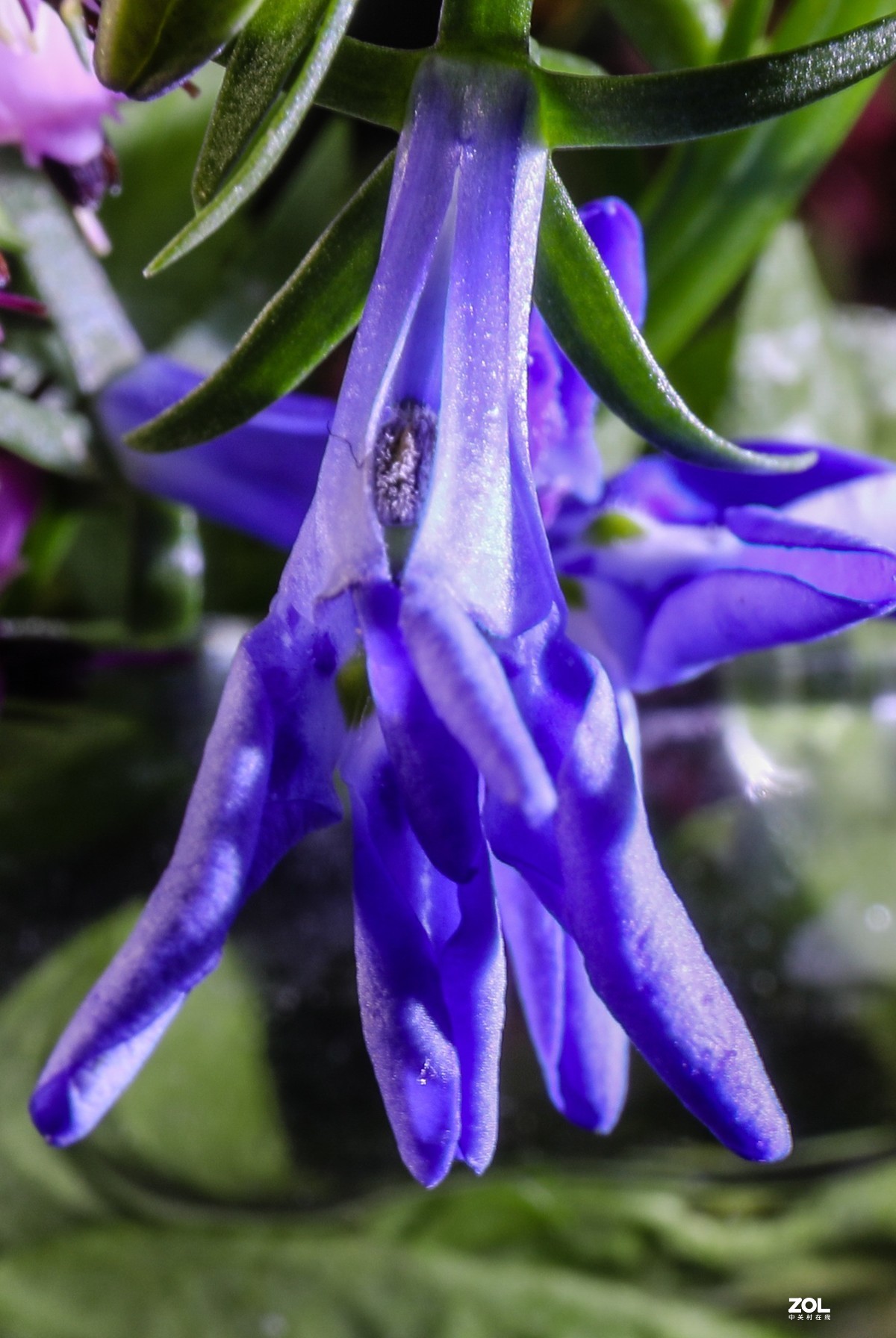 微距水果与小花小草