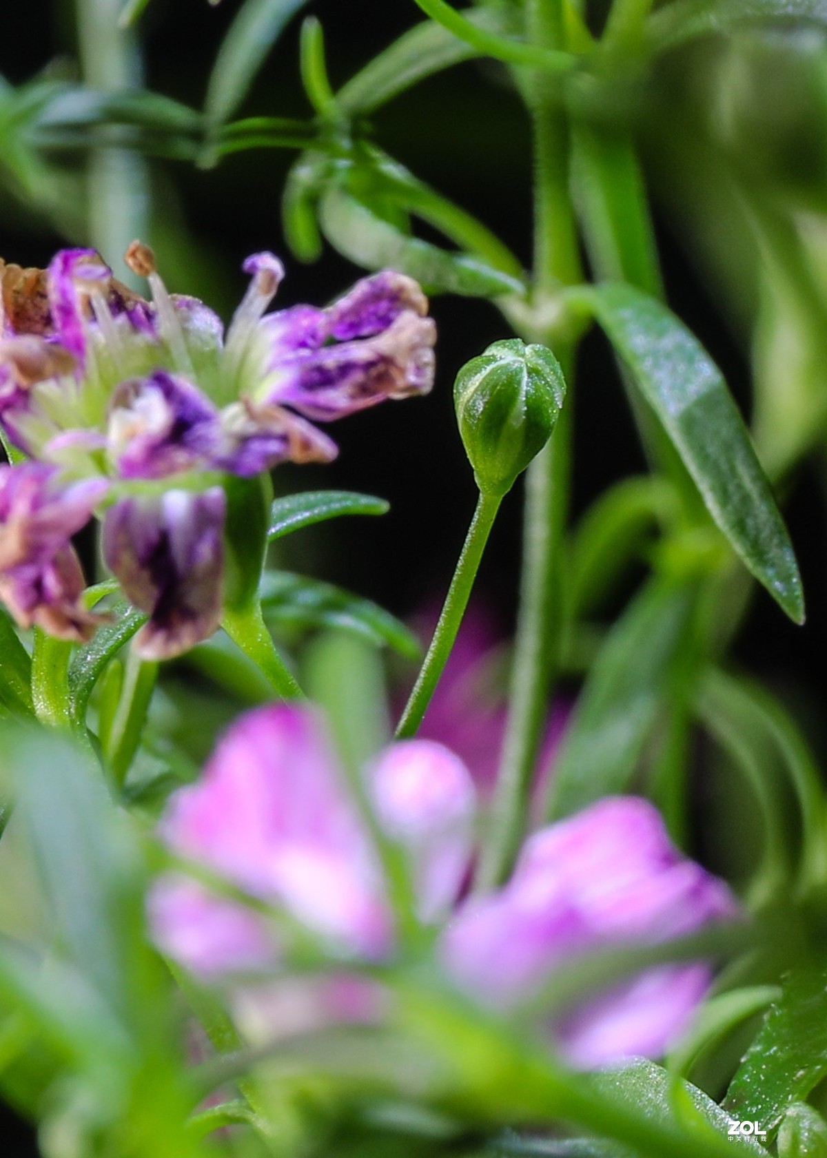 微距水果与小花小草