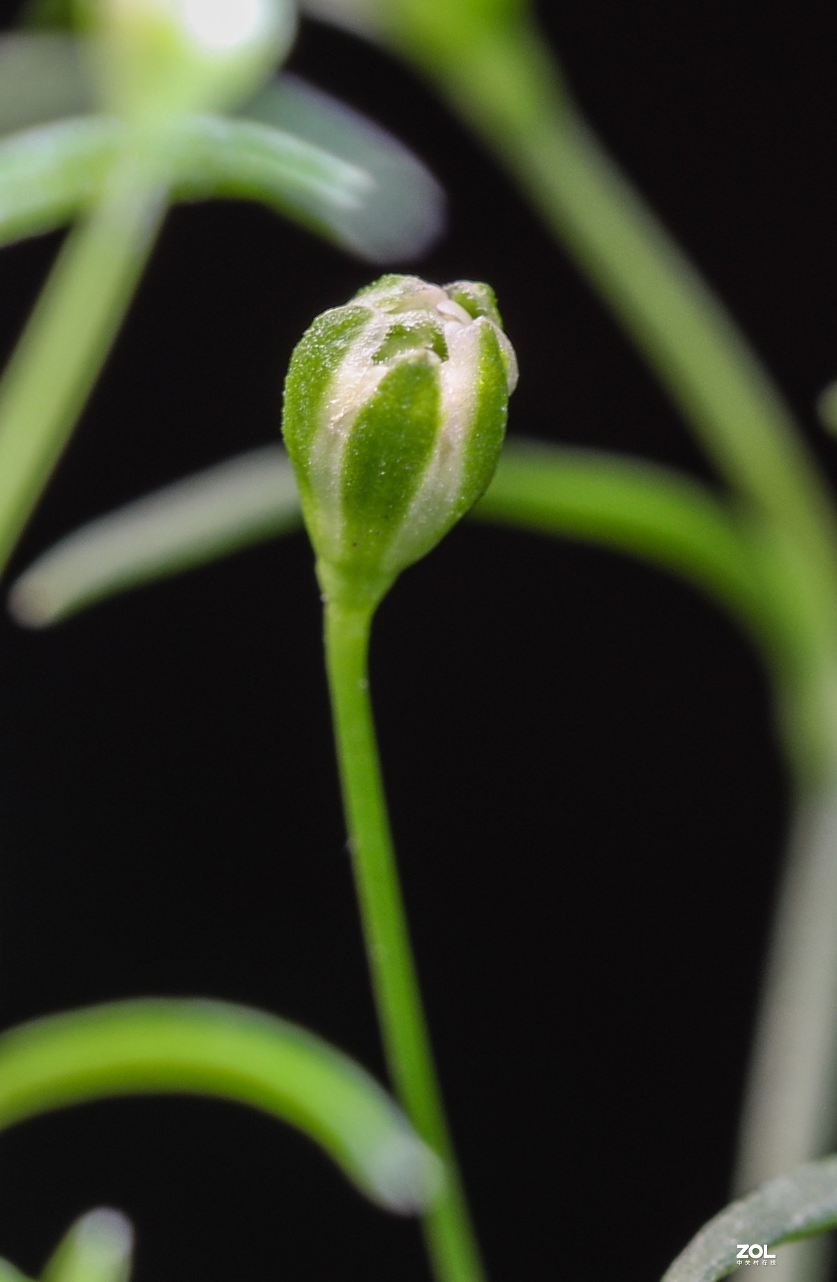 微距水果与小花小草