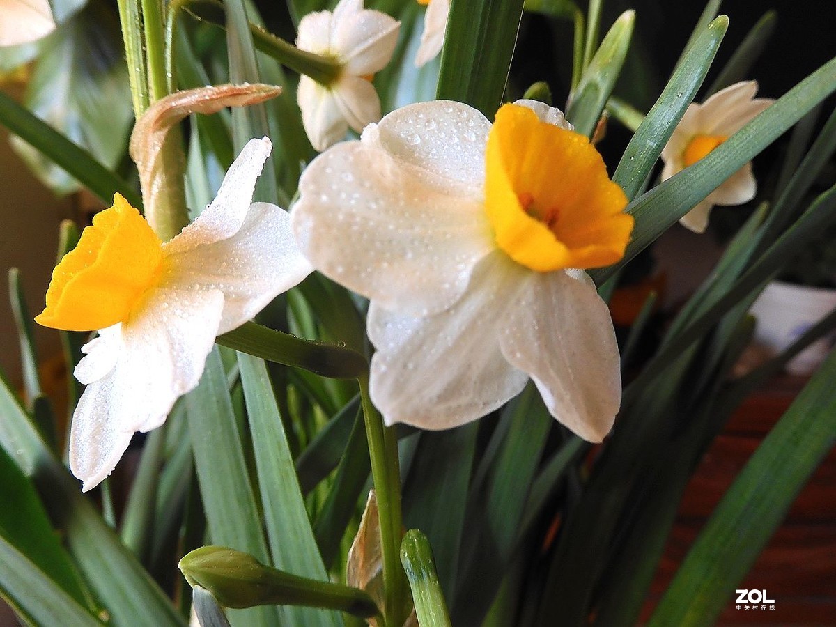 水 仙 花 -------------。