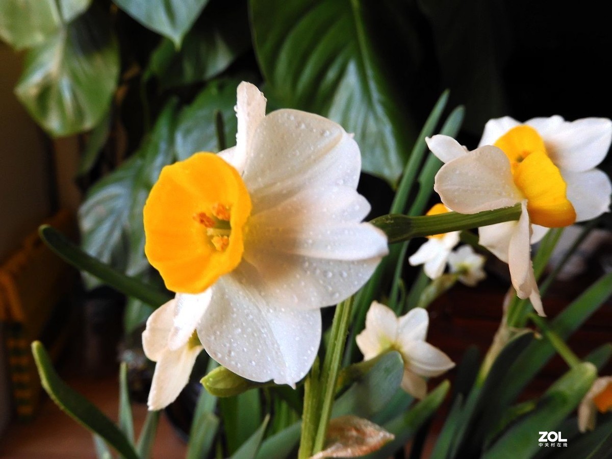 水 仙 花 -------------。