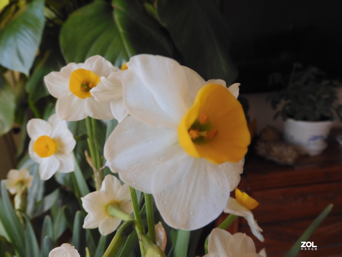 水 仙 花 -------------。