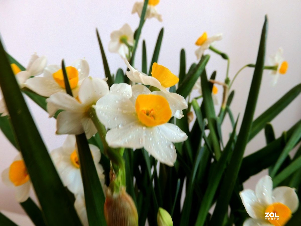 水 仙 花 -------------。