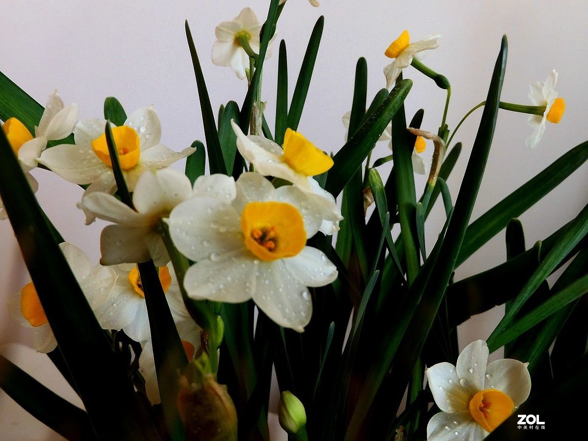 水 仙 花 -------------。